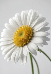 Wall Mural - Delicate chamomile flower, isolated on pure white , calming, detail, delicate