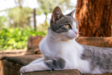 A cat resting on the pavement under shade on a warm summer day 