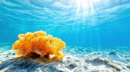 Sticker - Vibrant orange coral on ocean floor, sunlit water.