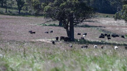 Wall Mural - sustainable livestock farming with a cattle herd. Herd of cows grazing on lush regenerative pasture on a farm in Australia 