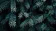 © Alexandr Efimov - A collection of pine tree branches with needles creating a festive and winter-themed image.