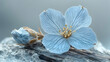 © cris - Delicate blue flower blossom and bud on wood.