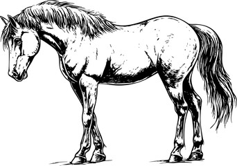 Wall Mural - A detailed black and white sketch of a standing horse, showcasing its body structure and mane.