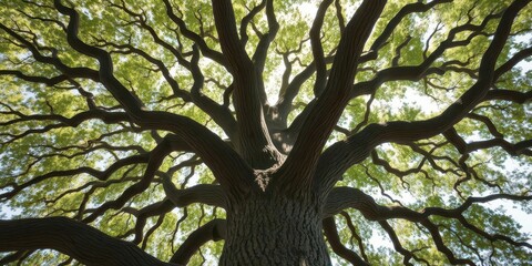Ancient live oak, branches reaching skyward, sunlight dappled leaves, image, evergreen, strong