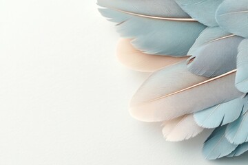 Wall Mural - Delicate blue and cream feathers arranged artistically on a soft white background for texture and aesthetic appeal