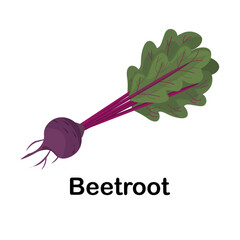 Beetroot. Root. Educational cards for children with images of vegetables. Isolated vector illustration on white background.