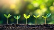 © 69 - Growing Seedlings in Soil with Soft Focus Background and Sunlight