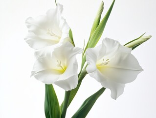 three white gladiolus flowers in bloom with green leaves