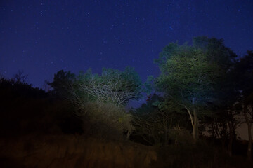 Wall Mural - big green trees in a forest under blue dark sky with many bright stars