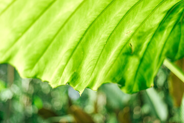 Wall Mural - Close up  leaves of the green bon tree