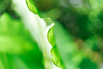 Wall Mural - Close up  leaves of the green bon tree