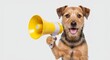 © Patrick - Dog with yellow megaphone, pet or animal with announcement, white background or talking. Happy, domestic or funny with communication, attention or promotion for news