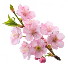 Soft pink cherry blossom branch displaying multiple blooming flowers, green leaves against pristine white backdrop highlighting seasonal beauty
