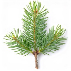 Pine branch displaying fresh green needles and emerging buds, isolated against pristine white surface, highlighting natural botanical details