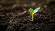 © mahamad - Seedling sprouting in soil, representing agriculture and new life.