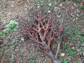 Termites eating tree dry branch. Tree branch that has become infested with thousands of termites, insects and their larvae, which have filled the wood with tiny holes. Termite nest on the dry wood. 
