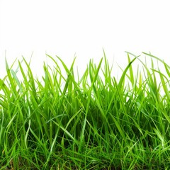 freshly cut green grass growing against a solid white background