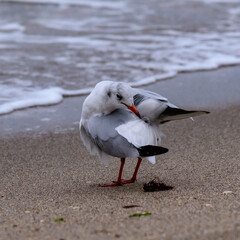 Wall Mural - Black-headed Gull Larus ridibundus, birds rest on the shore and walk on the sand on the sandy beach, Black Sea