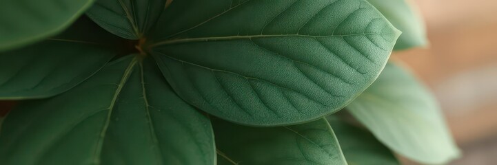 Wall Mural - Close-up of large, textured leaves, blurred background, green,flora