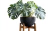 © Studio - Tropical monstera plant with lush, glossy leaves thrives in a chic pot on a wooden stand, set against a bright white card background, offering ample copy space for design.
