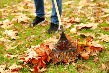 Wall Mural - Man gathering fallen leaves with fan rake outdoors, closeup