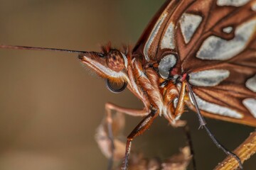 Wall Mural - Macro shot of a butterfly's intricate wing patterns