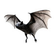 © PNG - Flying bat isolated on white background Halloween spooky scary bat flying nocturnal animal wildlife nature creepy dark night gothic horror fantasy 3d rendering digital art