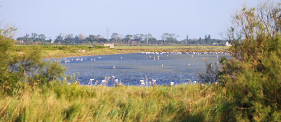 Wall Mural - Italy, Comacchio - lagoon with blue sky during summer. Wetland with flamingos