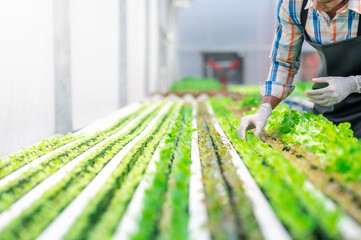 Farmer checking fresh baby green oak vegetables in hydroponic greenhouse farm