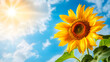 © mahamad - Sunflower basking in the sunlight against a blue sky