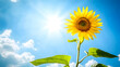 © mahamad - Sunflower basking in the sunlight against a blue sky