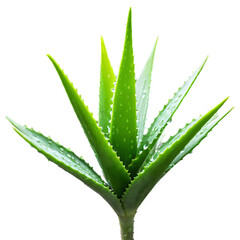 Wall Mural - Aloe vera plant leaves isolated on transparent background