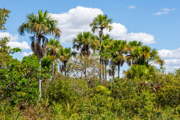 Wall Mural - View of some palm trees at Jalapão State Park - Tocantins, Brazil