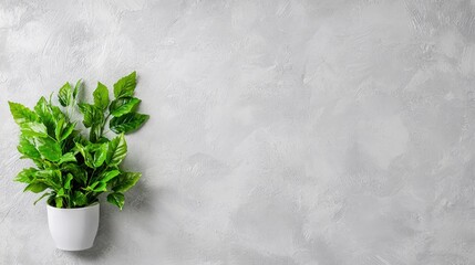 Sticker - Small green plant in white pot on grey background. (1)