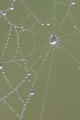 Wall Mural -  Close up of spider web with dew drops