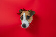 © Михаил Решетников - Funny Jack Russell Terrier dog sticks out through a red cardboard background. Copy space.