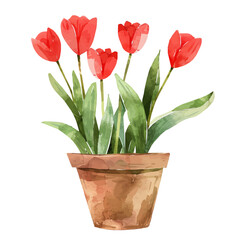 Wall Mural - A watercolor vector of bright red tulips in a flower pot, isolated on a white background. Tulips vector.
