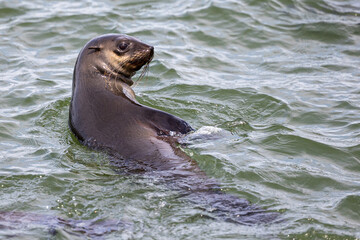 seal in the water