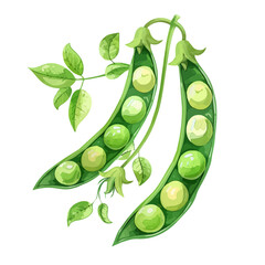 Poster - A watercolor vector of fresh green peas in the spring sun, isolated on a white background. Peas vector.
