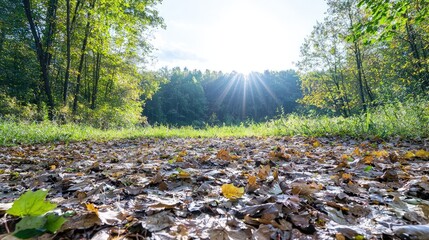 Canvas Print - Sunbeams through autumn leaves on forest path.