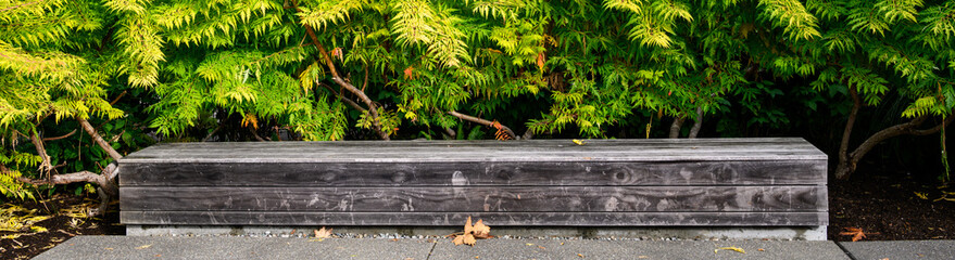 Wall Mural - Weathered wood block bench on a sunny fall day with a background of  lacy yellow green leaves and branches of a Staghorn Sumac plant
