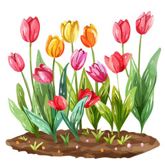 Wall Mural - A watercolor vector of fresh spring tulips in a garden bed, isolated on a white background. Tulip vector.
