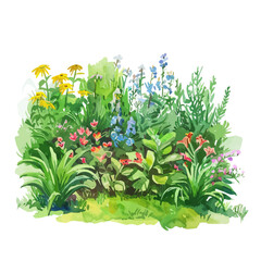 Wall Mural - A watercolor vector of a lush green garden in full bloom, isolated on a white background. Lush green garden in full bloom vector.
