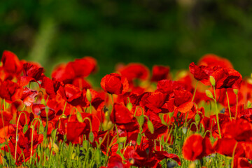 Field of common poppies in spring