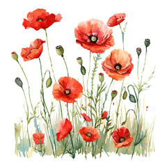 Wall Mural - A watercolor vector of vibrant red poppies in a spring field, isolated on a white background. Vibrant red poppies in a spring field vector.
