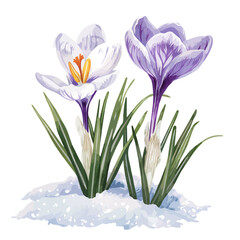 Wall Mural - A watercolor drawing of purple crocus flowers, isolated on a white background. Purple crocus flowers vector.
