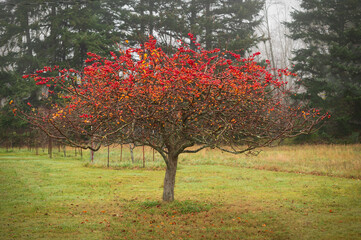 crab apple tree loaded with bright red fruit isolated in a pasture. fall leaves have already fallen 