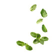 © Afifah - Fresh mint leaves isolated with transparent shadow, design background.