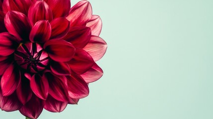 Poster - A bold magenta dahlia against a pale green background, close-up shot, Minimalist style