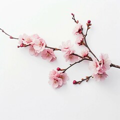 Poster - Flowers on Branch, Isolated on white background, flat lay 